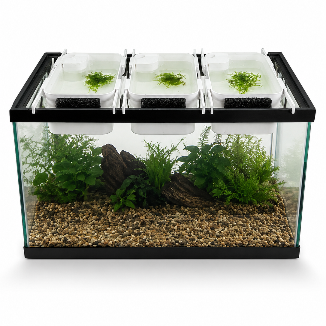 10 Gallon Breeder Kit